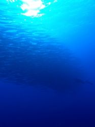 Huge shoal of barracuda and diver following them at Shark... by Nikki Van Veelen 